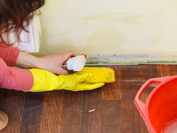 Best Mold Odor Removal Services  in Kingston, NY